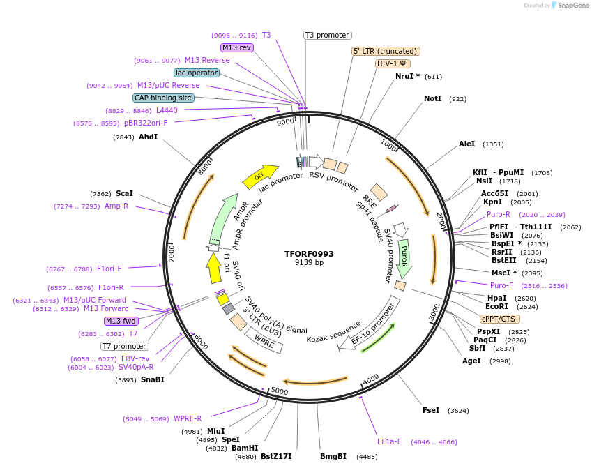 143740-plasmid-map-sequence-id-407889