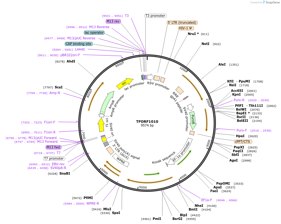 143742-plasmid-map-sequence-id-407890