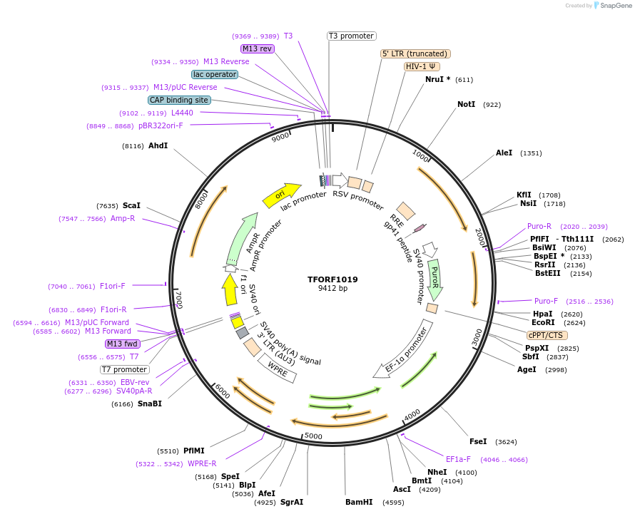 143743-plasmid-map-sequence-id-407891