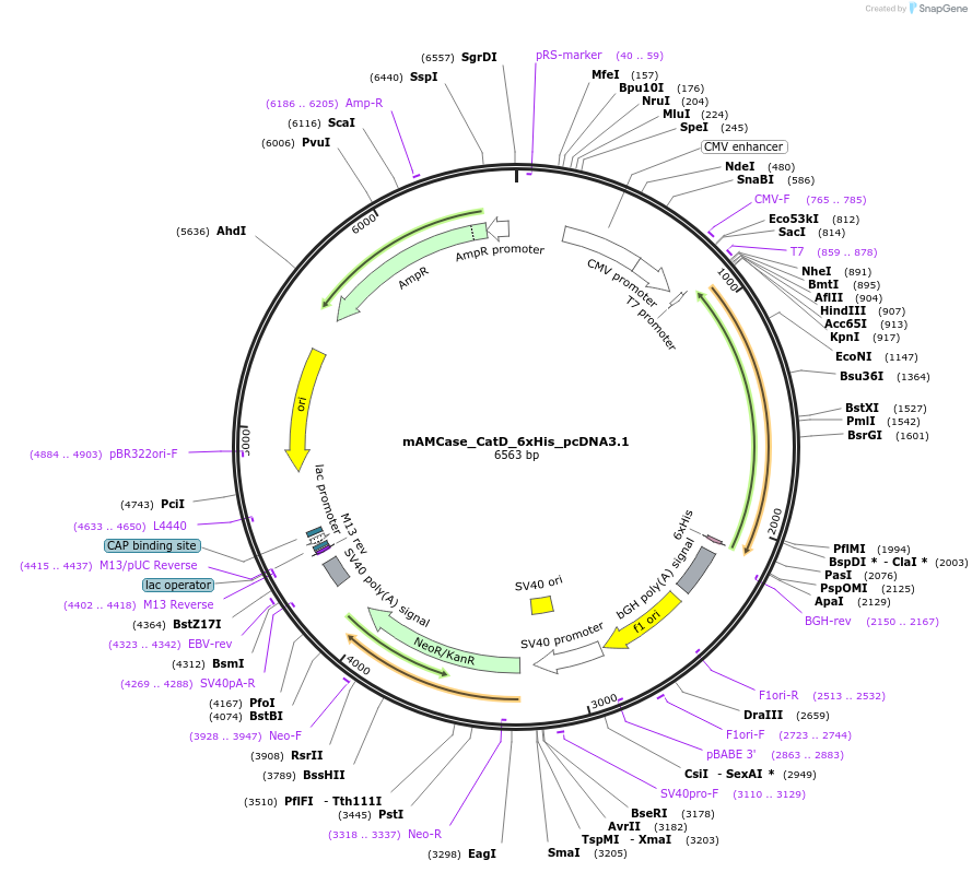 200229-plasmid-map-sequence-id-407988