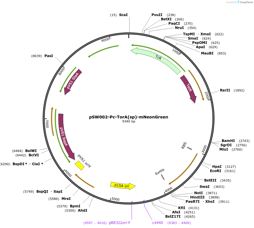 205020-plasmid-map-sequence-id-407993