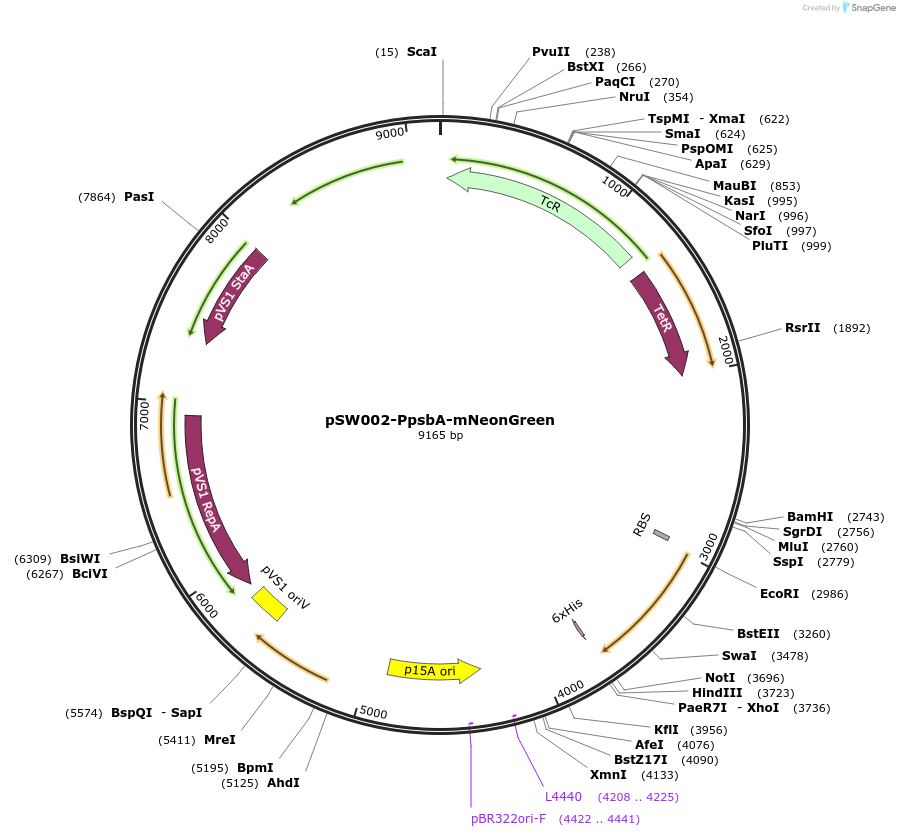 205017-plasmid-map-sequence-id-407995