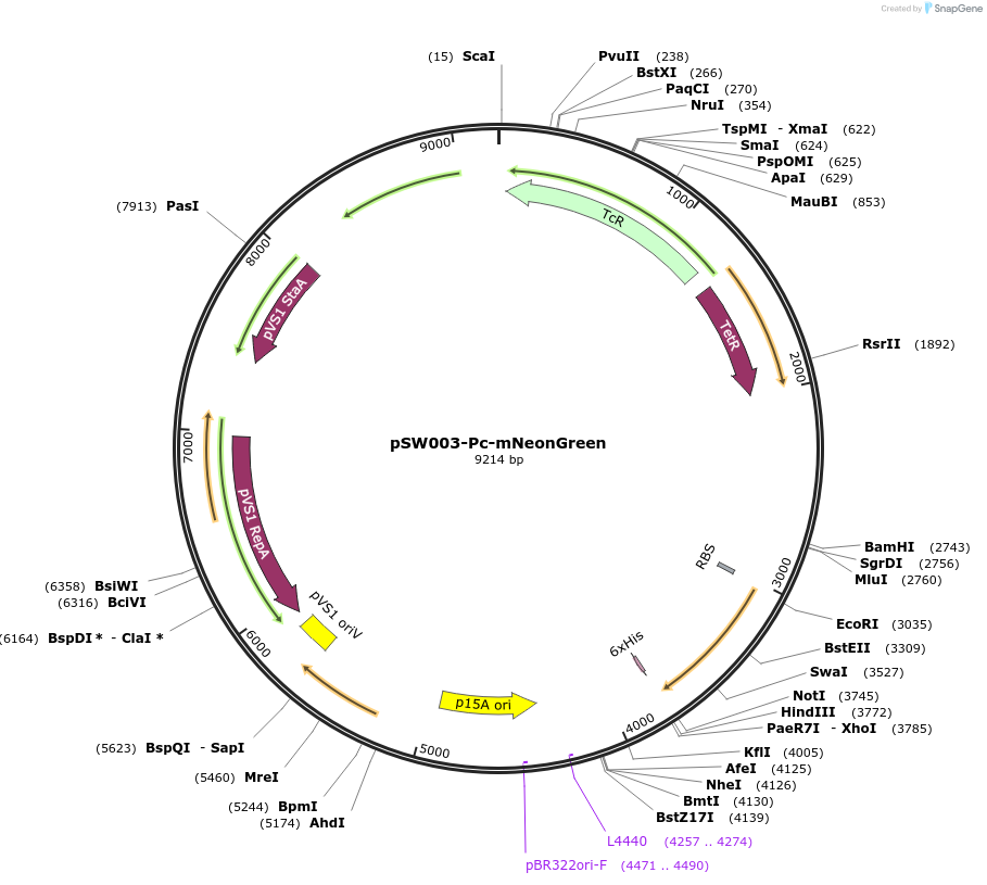 205018-plasmid-map-sequence-id-407997