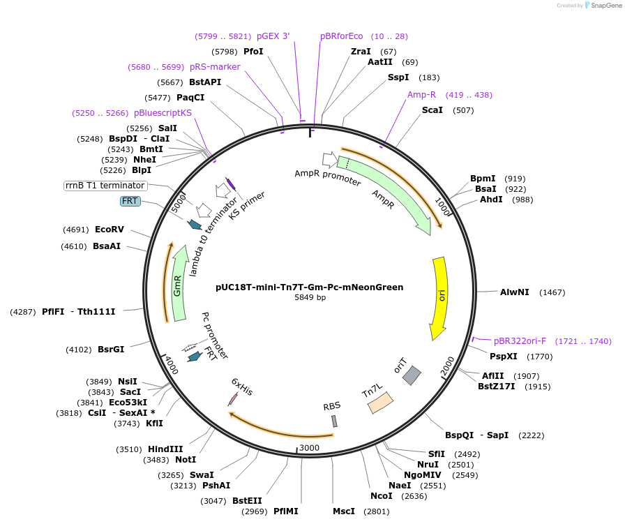 205022-plasmid-map-sequence-id-408000