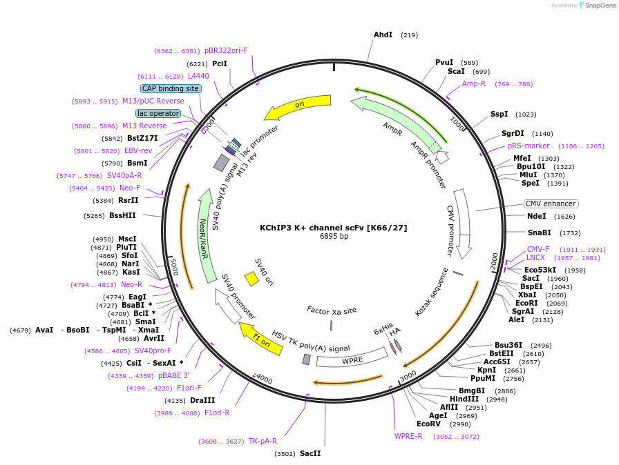 206760-plasmid-map-sequence-id-408005