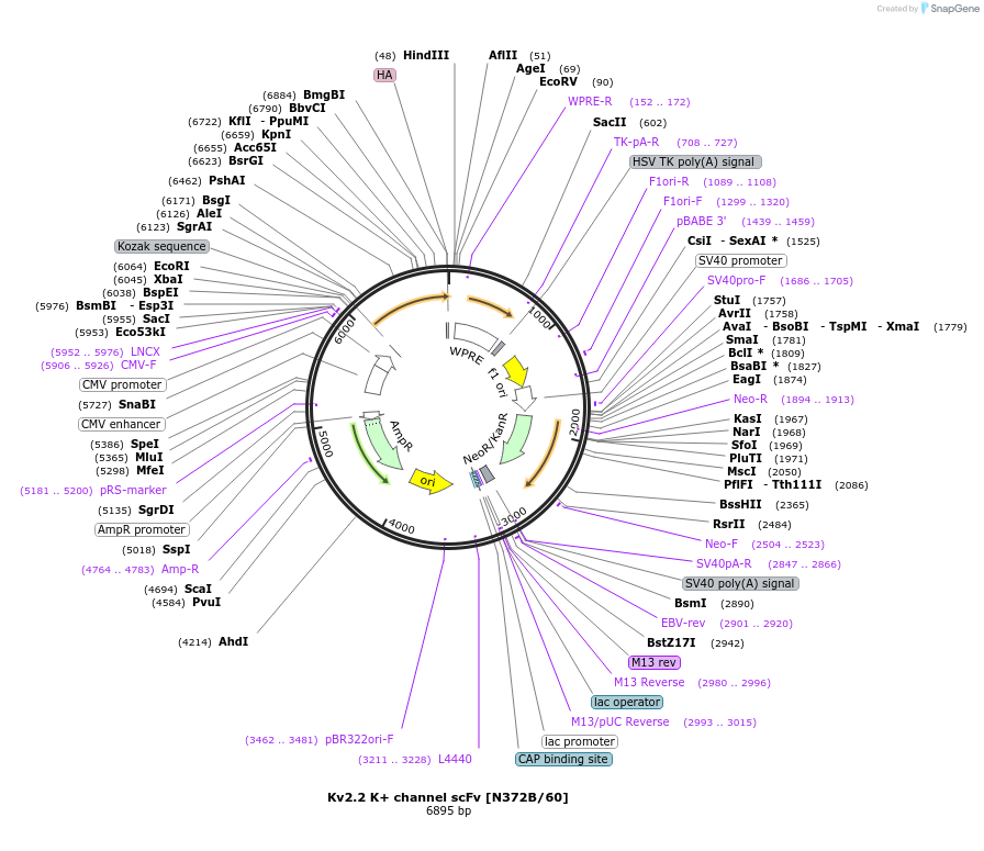 206740-plasmid-map-sequence-id-408006