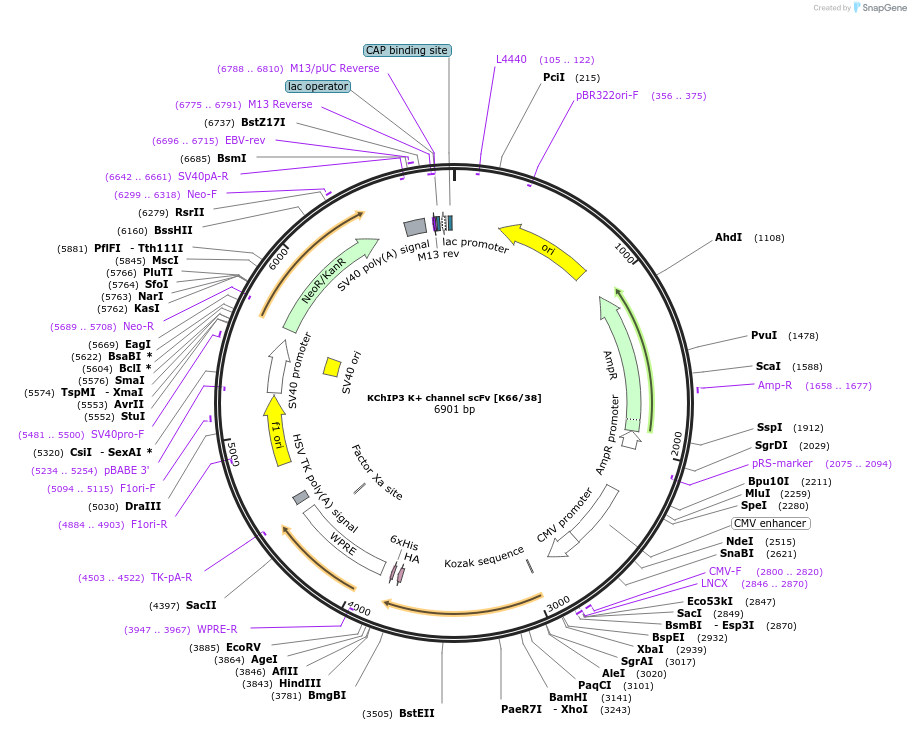 206761-plasmid-map-sequence-id-408007