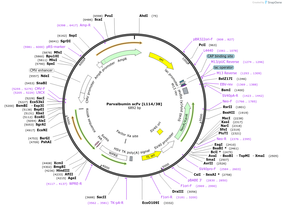 206777-plasmid-map-sequence-id-408009