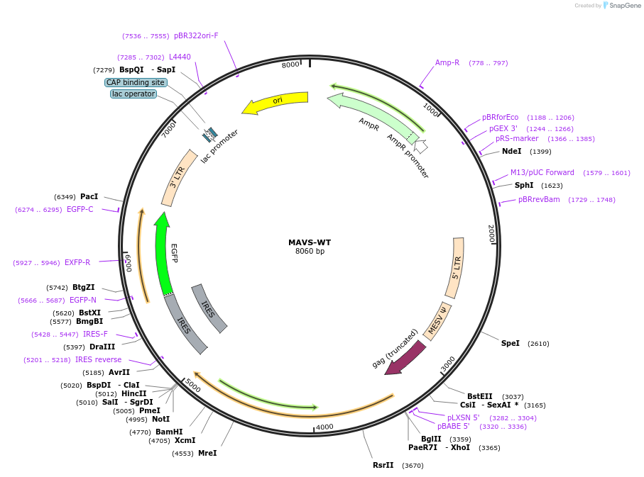 52135-plasmid-map-sequence-id-408010