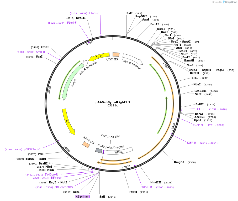 111068-plasmid-map-sequence-id-408011