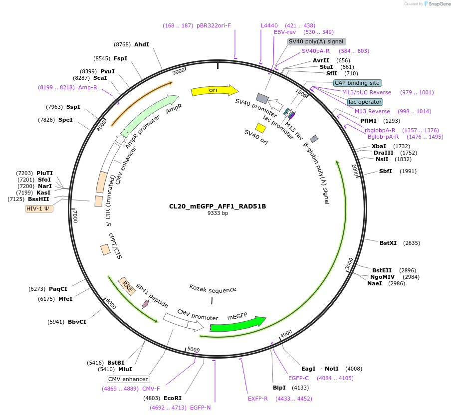 205769-plasmid-map-sequence-id-408062