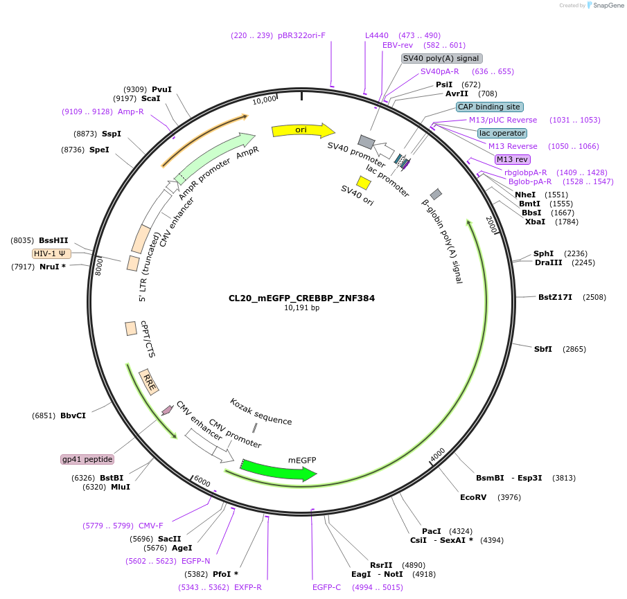 205796-plasmid-map-sequence-id-408064