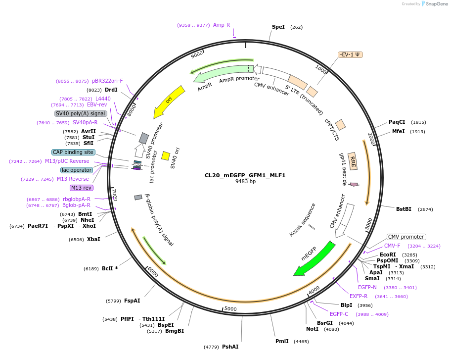 205825-plasmid-map-sequence-id-408069
