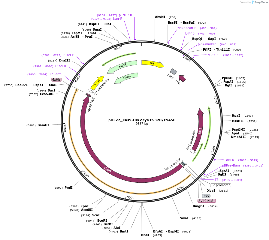 206288-plasmid-map-sequence-id-408070