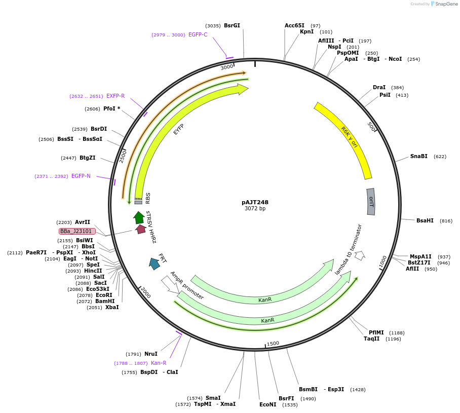 202289-plasmid-map-sequence-id-408077
