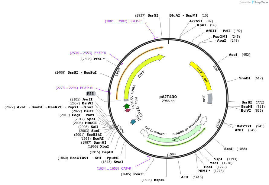 202291-plasmid-map-sequence-id-408078