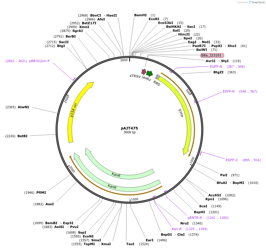 202292-plasmid-map-sequence-id-408079