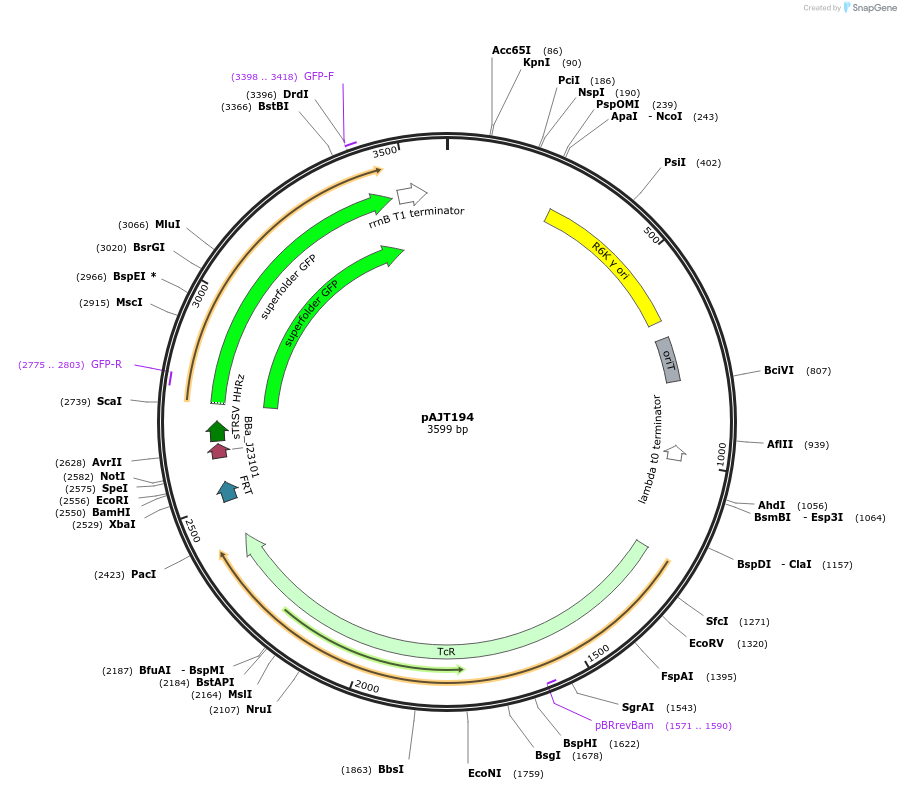 202293-plasmid-map-sequence-id-408080