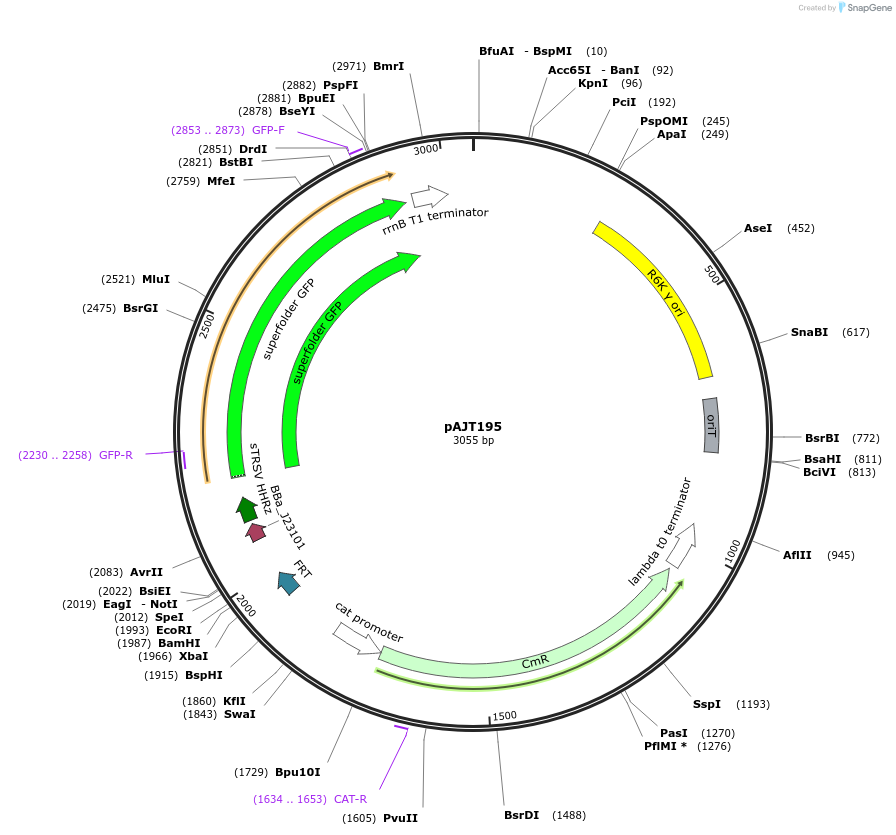 202294-plasmid-map-sequence-id-408081