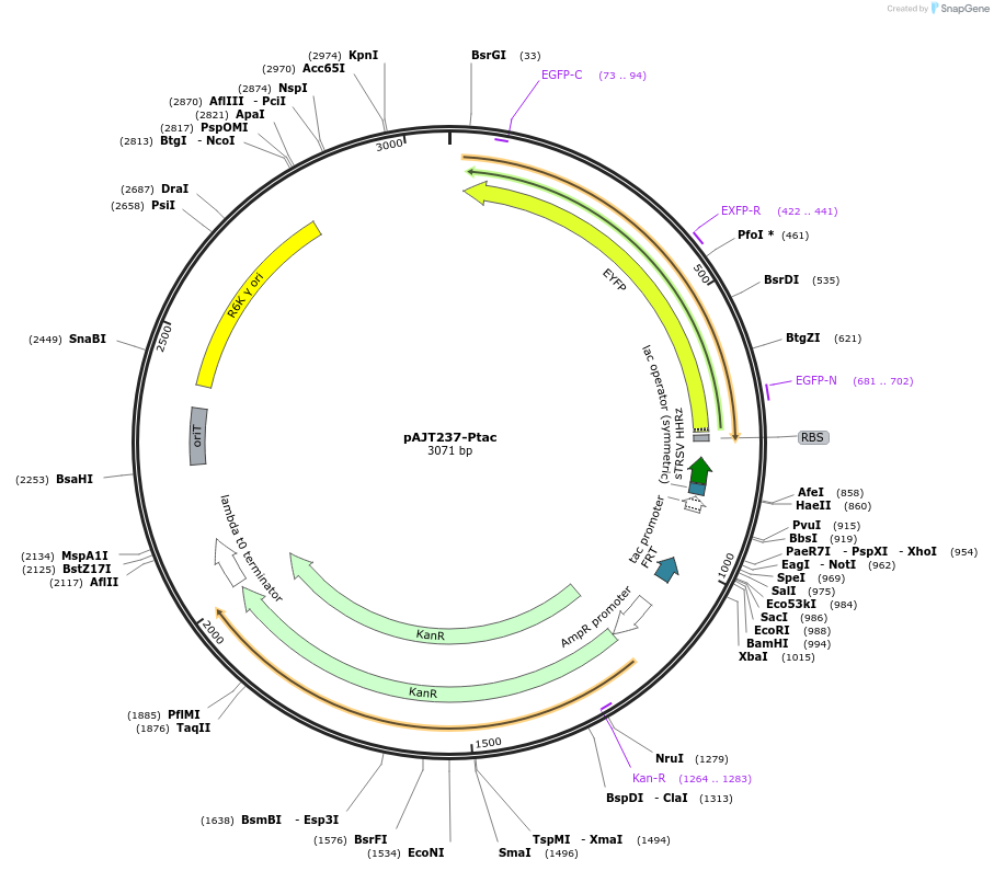202297-plasmid-map-sequence-id-408082