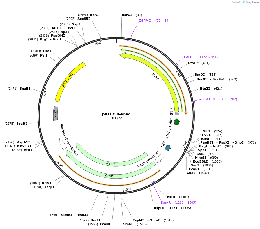 202298-plasmid-map-sequence-id-408083