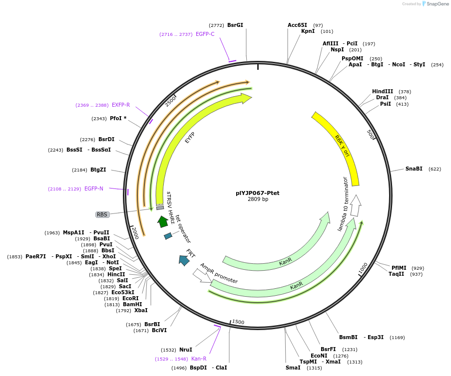 202299-plasmid-map-sequence-id-408084