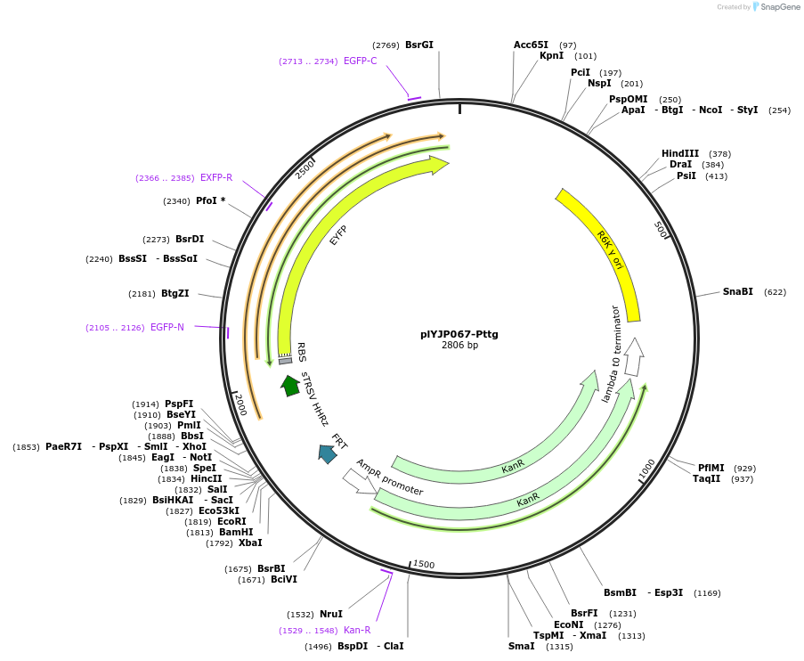 202300-plasmid-map-sequence-id-408085