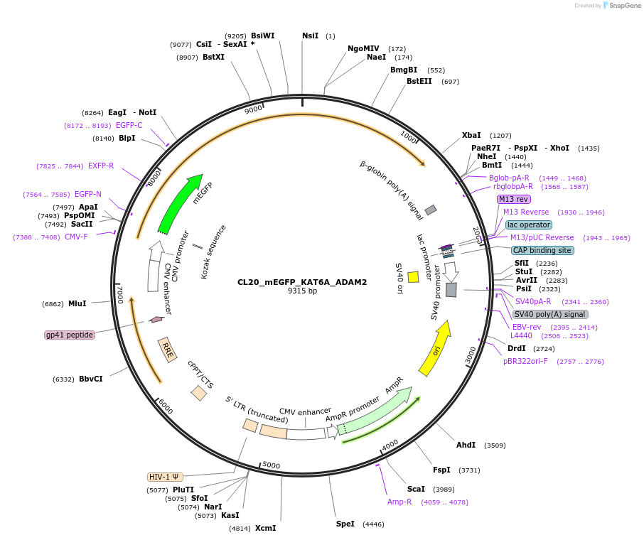 205835-plasmid-map-sequence-id-408086