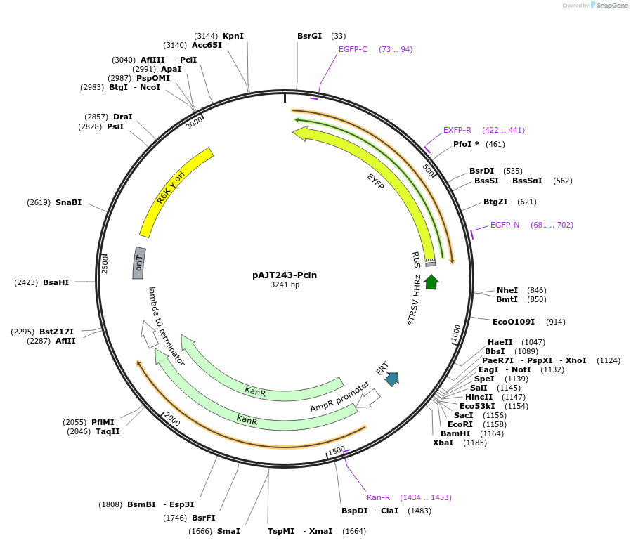202301-plasmid-map-sequence-id-408087