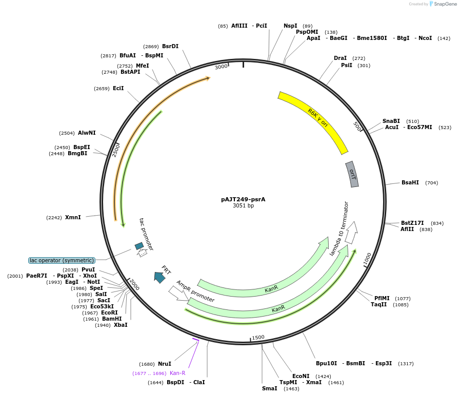 202304-plasmid-map-sequence-id-408091