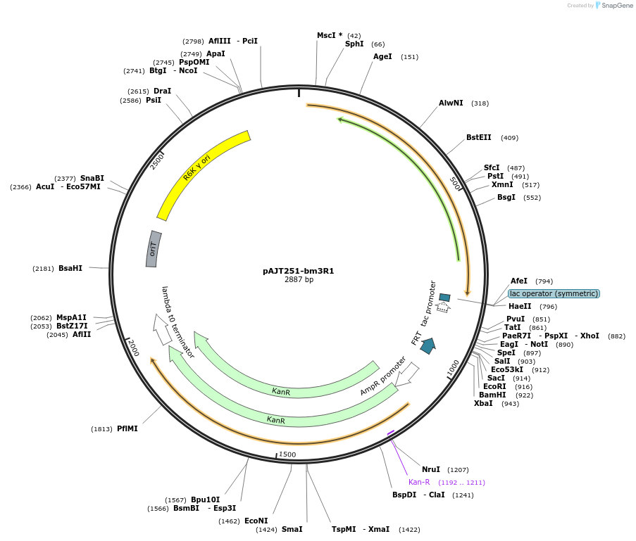202306-plasmid-map-sequence-id-408092