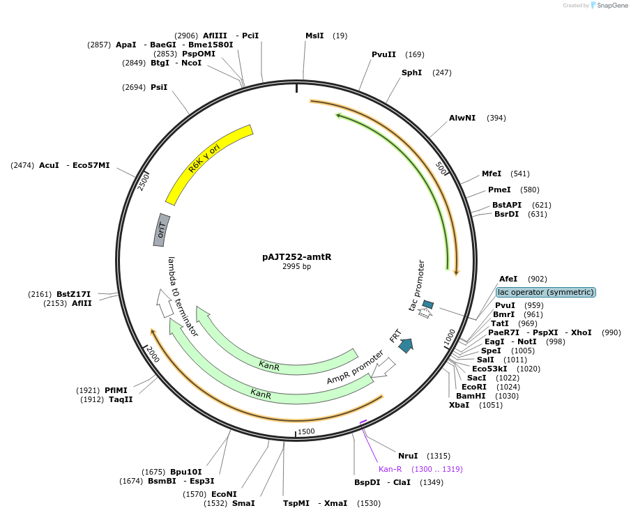 202307-plasmid-map-sequence-id-408093