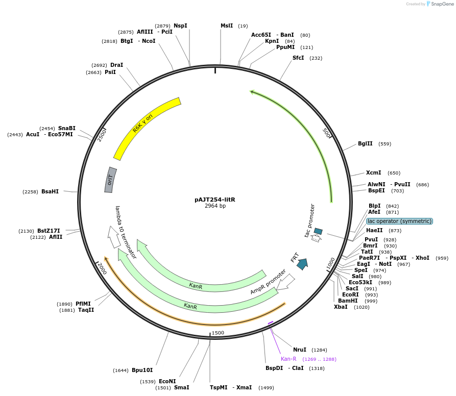202308-plasmid-map-sequence-id-408094
