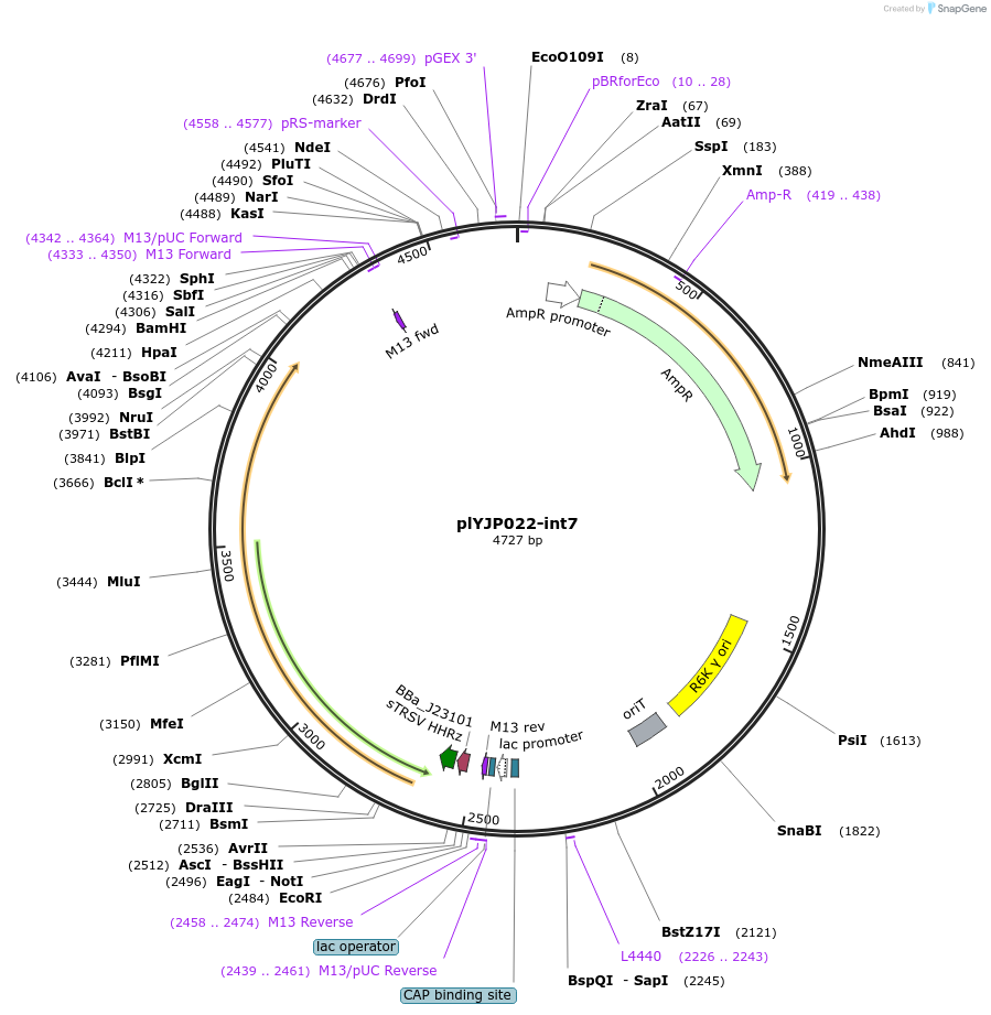 202287-plasmid-map-sequence-id-408096