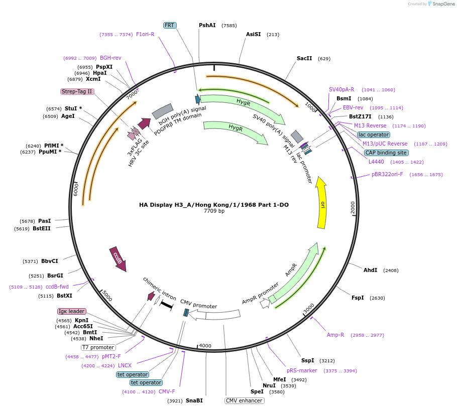 206515-plasmid-map-sequence-id-408101