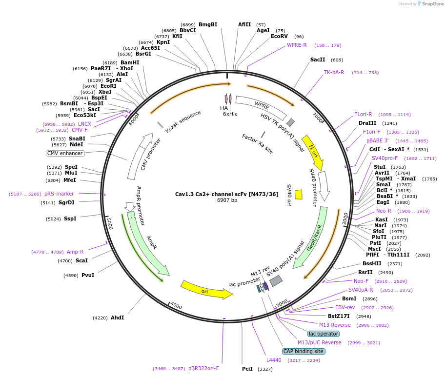 206786-plasmid-map-sequence-id-408114