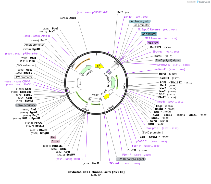 206789-plasmid-map-sequence-id-408116