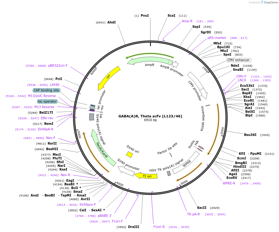 206781-plasmid-map-sequence-id-408117