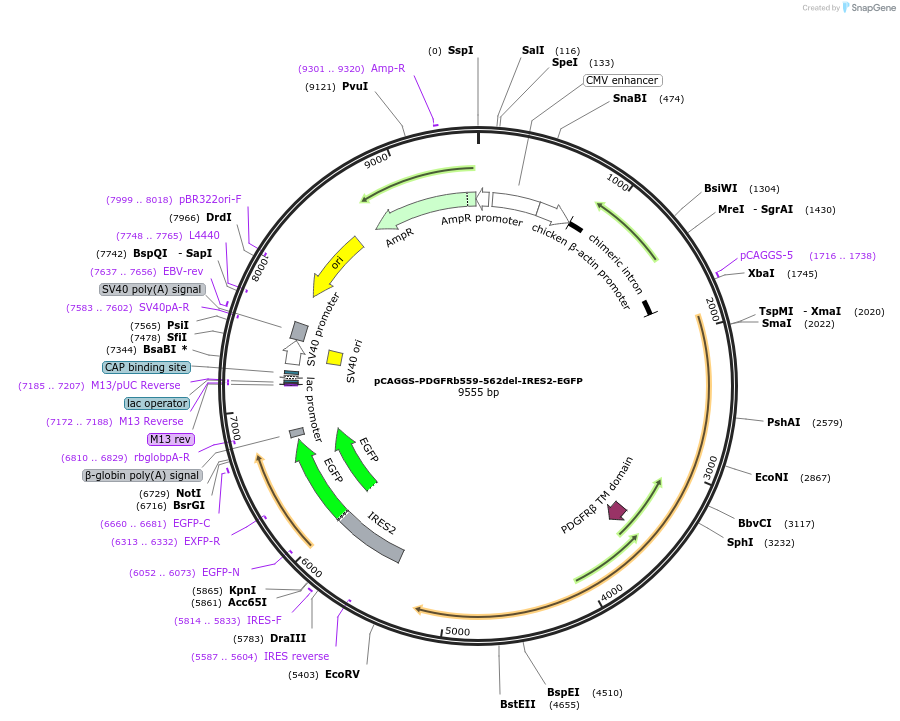 204355-plasmid-map-sequence-id-408127