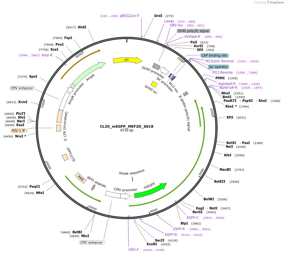205853-plasmid-map-sequence-id-408142