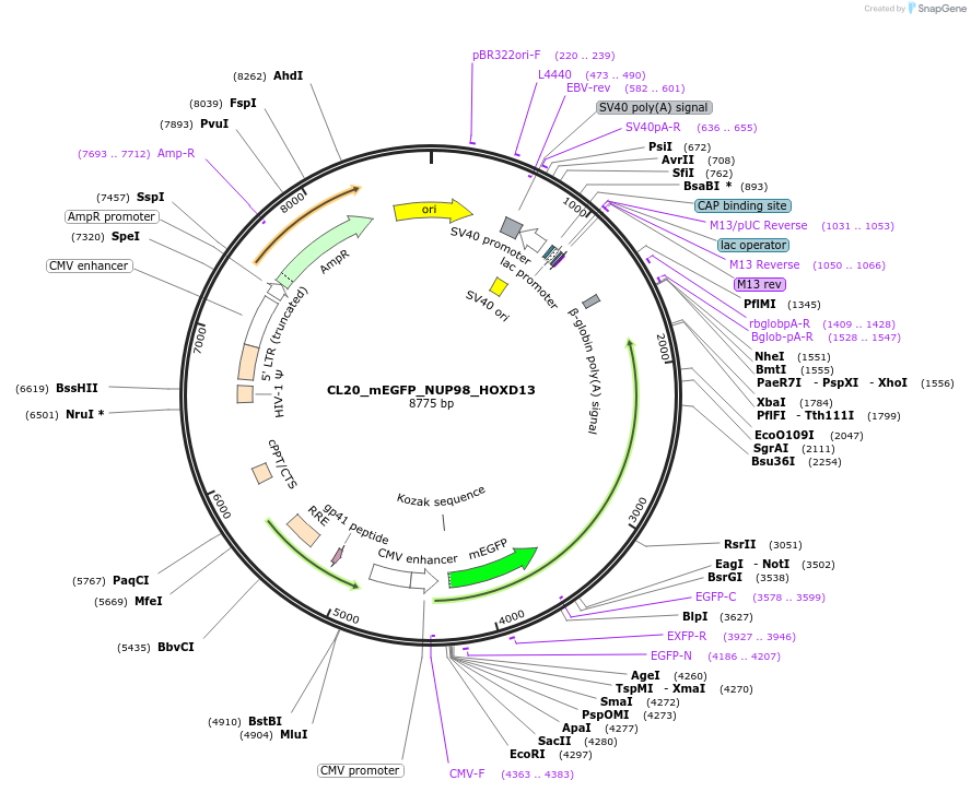 205871-plasmid-map-sequence-id-408148