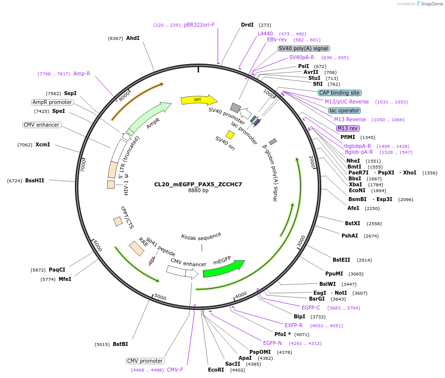 205888-plasmid-map-sequence-id-408151