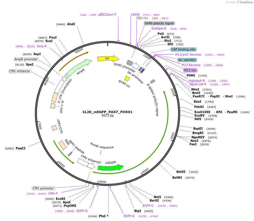 205891-plasmid-map-sequence-id-408152