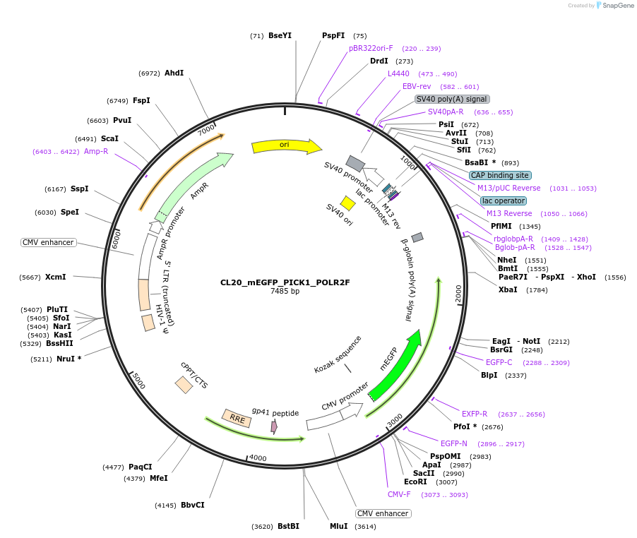 205894-plasmid-map-sequence-id-408153