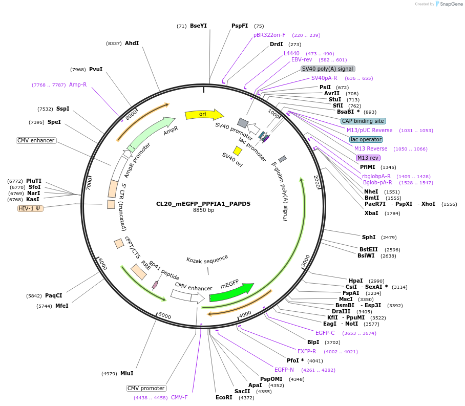 205898-plasmid-map-sequence-id-408155