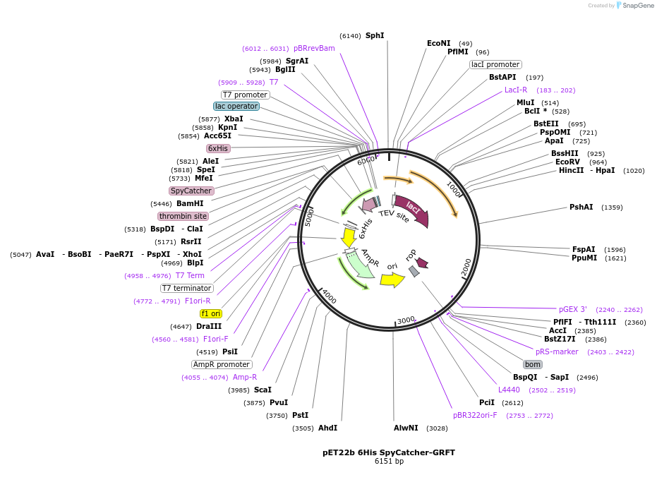 204502-plasmid-map-sequence-id-408156