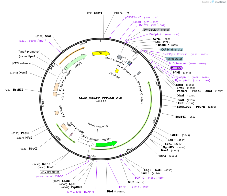 205899-plasmid-map-sequence-id-408157