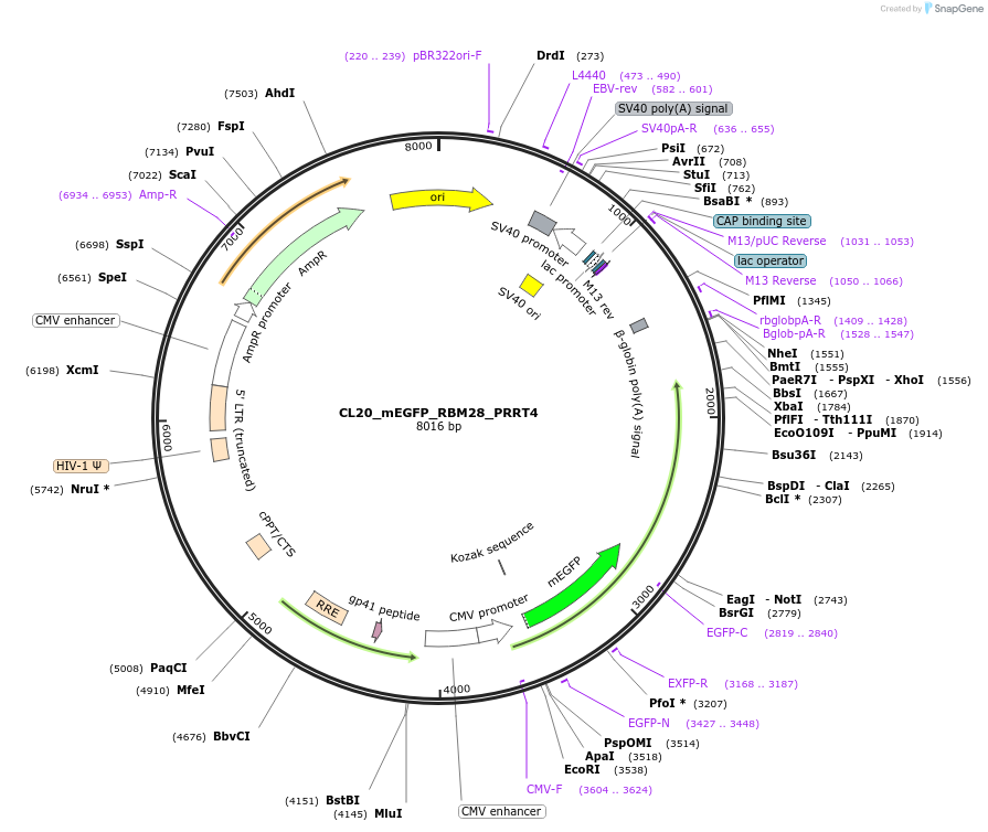205909-plasmid-map-sequence-id-408159