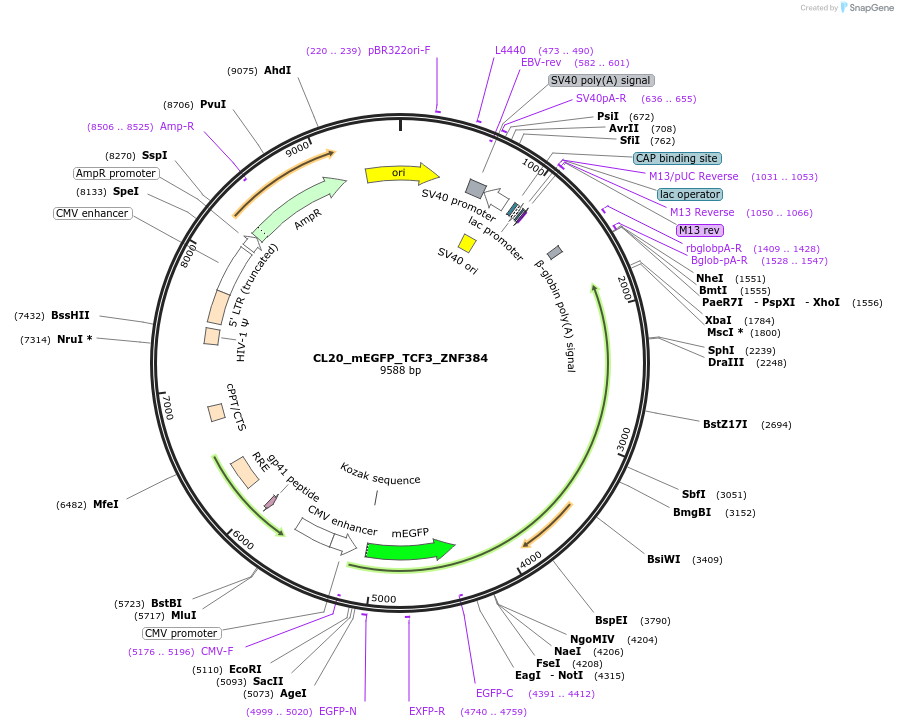 205938-plasmid-map-sequence-id-408173
