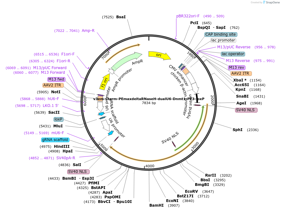 207862-plasmid-map-sequence-id-408174